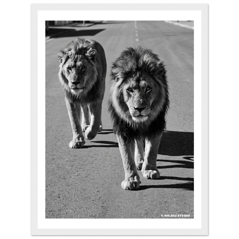 The Lions